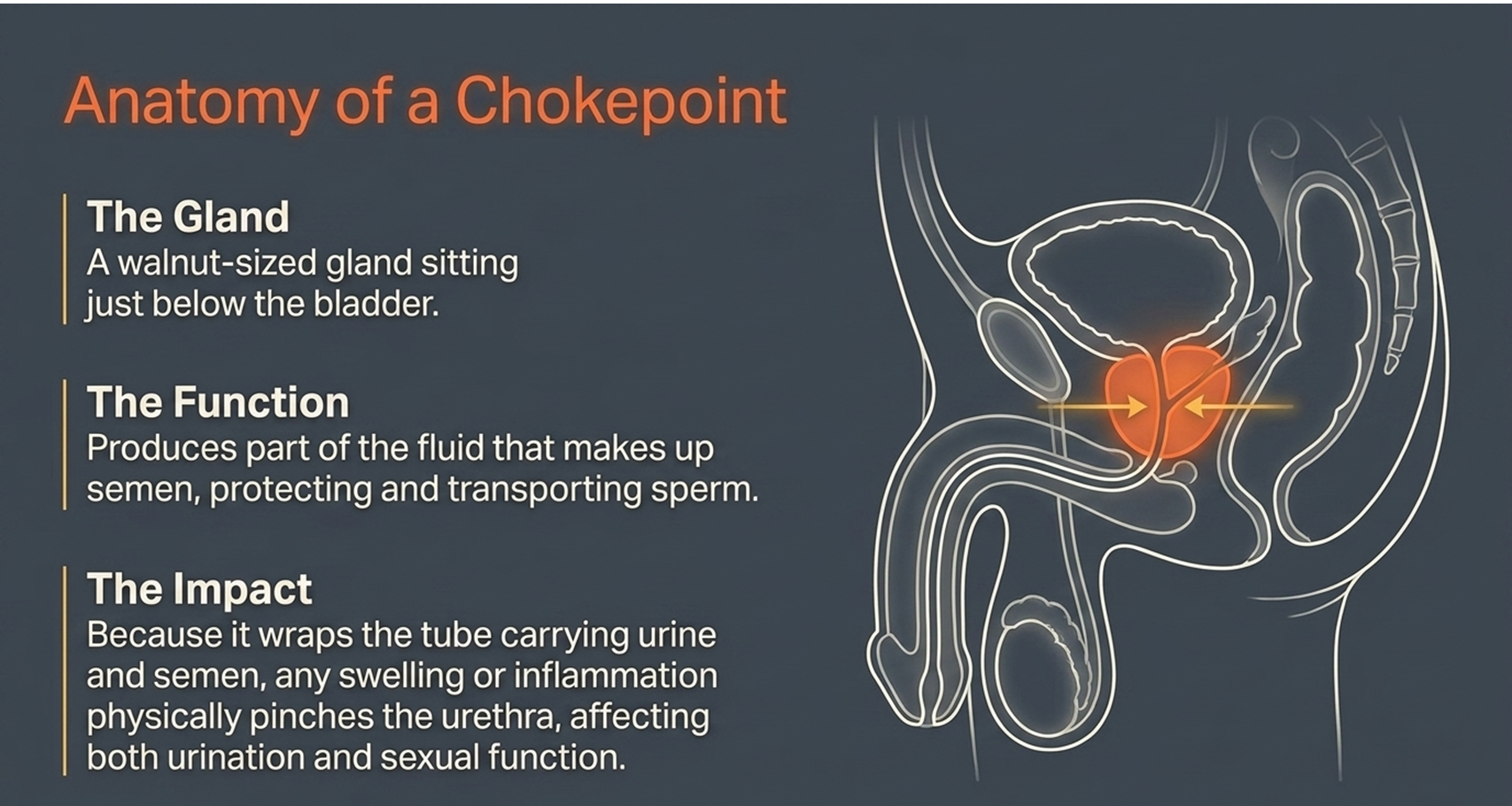 anatomy and function of the prostate gland